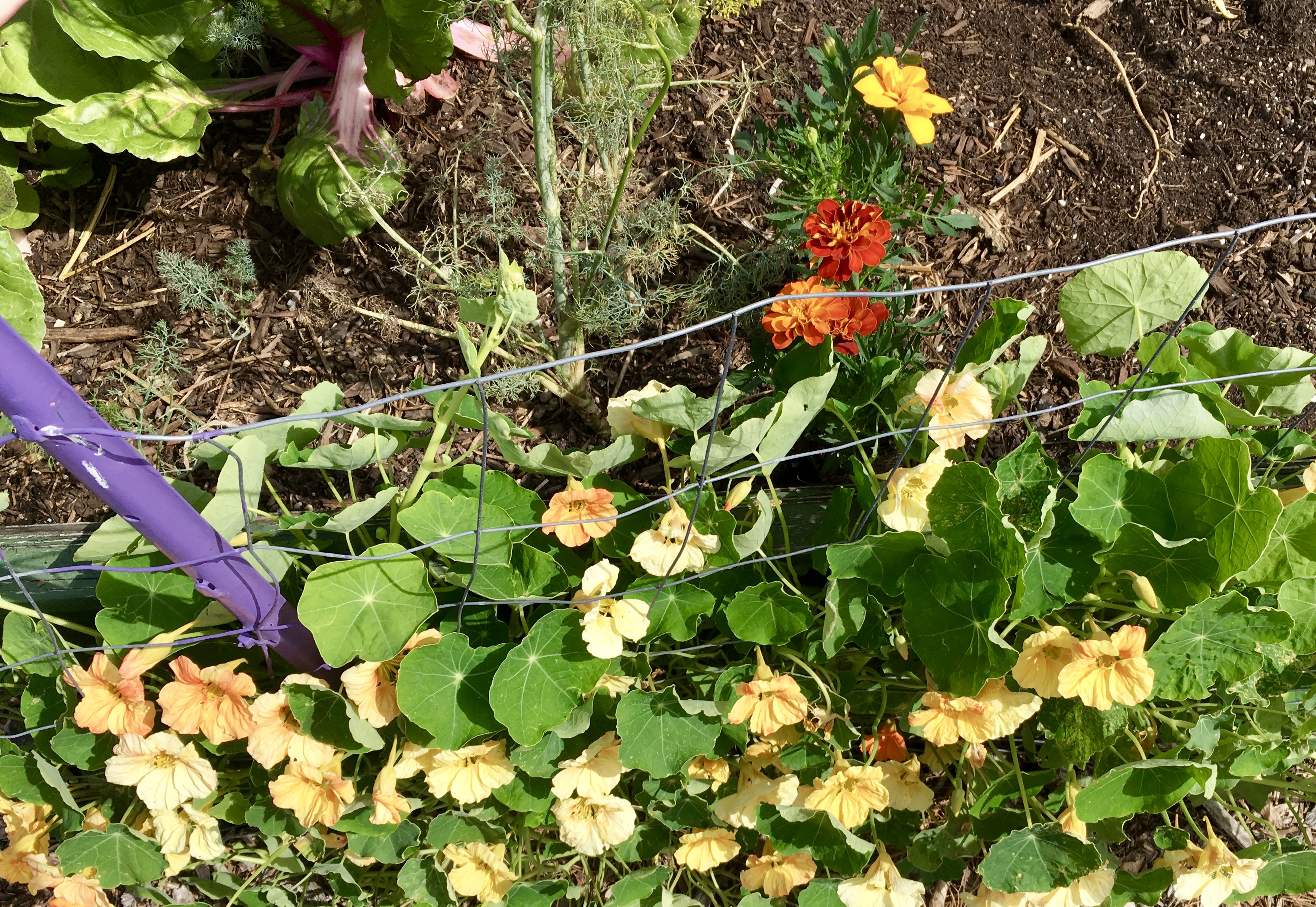 Image of Marigolds and nasturtiums cucumber companion plants